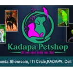Kadapa Petshop - All you need under one Roof